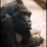 Contemplation