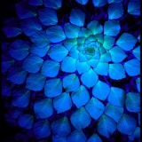 Fission