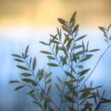 Eucalypt II